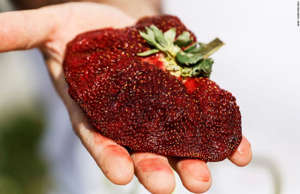 Israeli farmer Tzahi Ariel presents his giant strawberry, weighing 289 gram and ... - AMIR COHEN/REUTERS